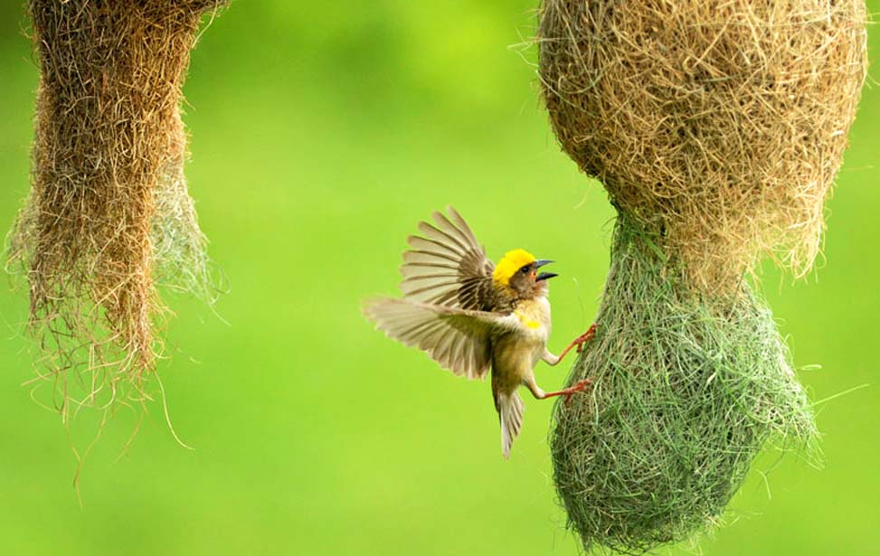 inora-travel-lanka-20-Days-Bird-Watching