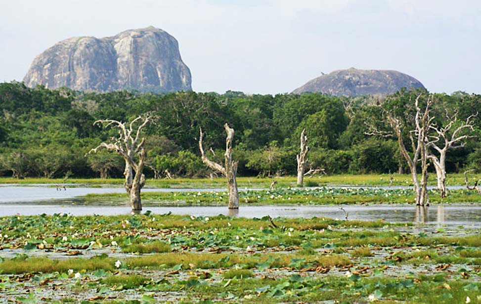 inora-travel-lanka-20-Days-Yala