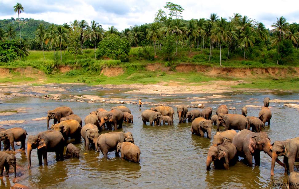 inora-travel-lanka-6-Days-Pinnawala