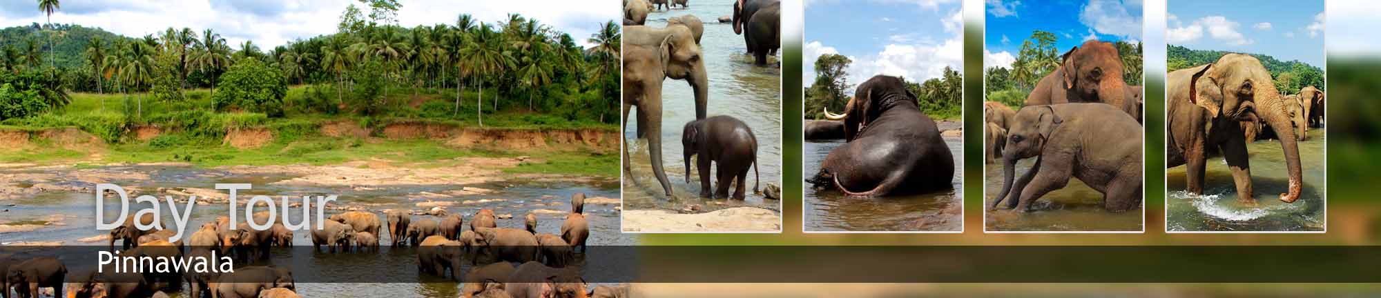 inora-travel-lanka-day-tour-banner-pinnawala