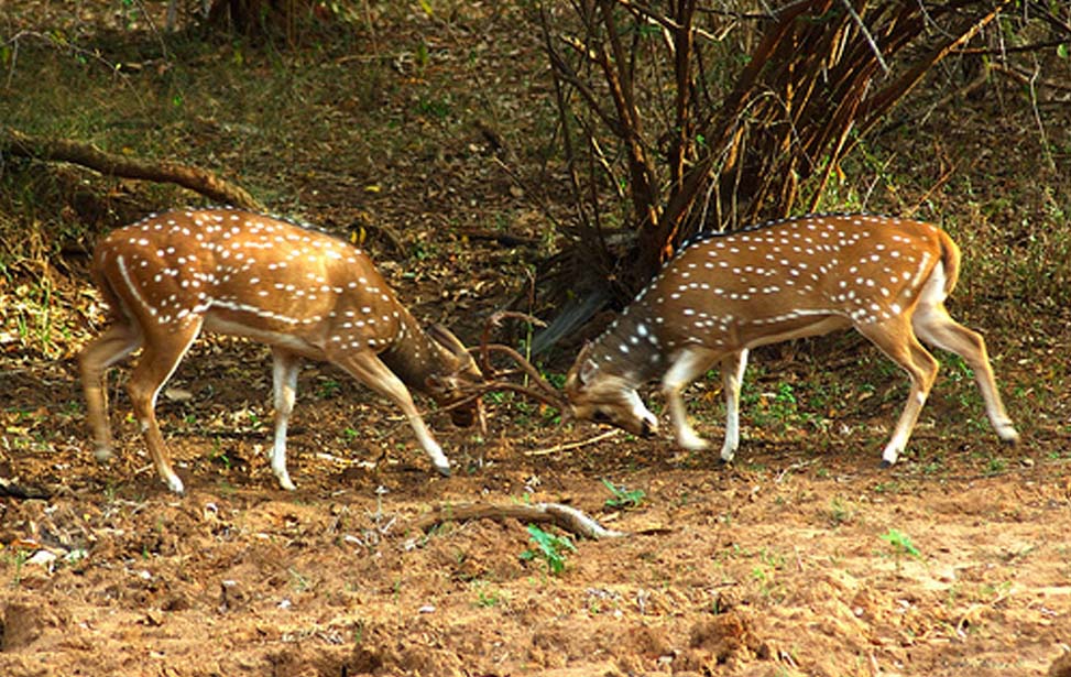 Kumana National Park Inora Tour Sri Lanka