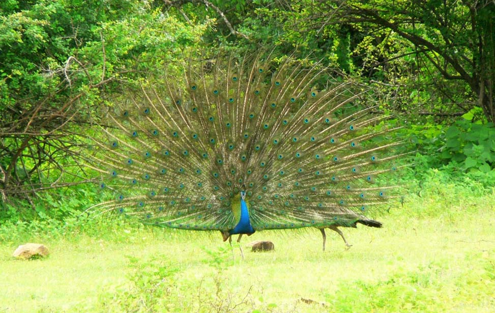 Kumana National Park Inora Tour Sri Lanka