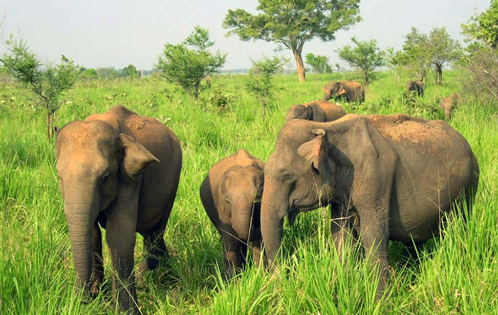 Minneriya National Park Inora Tour Sri Lanka