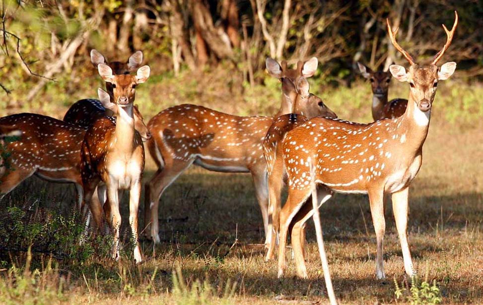 Wasgamuwa National Park Inora Tour Sri Lanka
