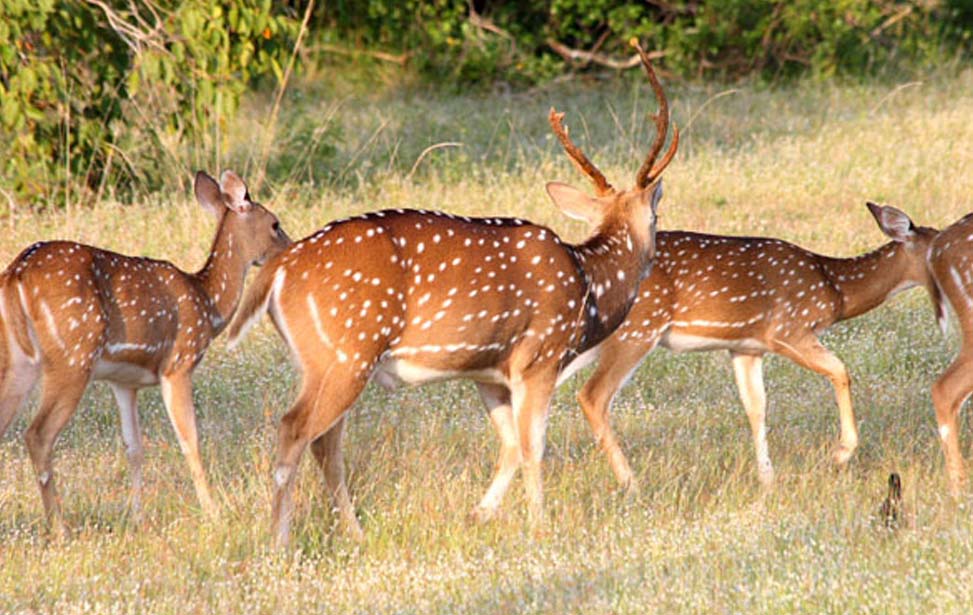 Wilpaththu National Park Inora Tour Sri Lanka