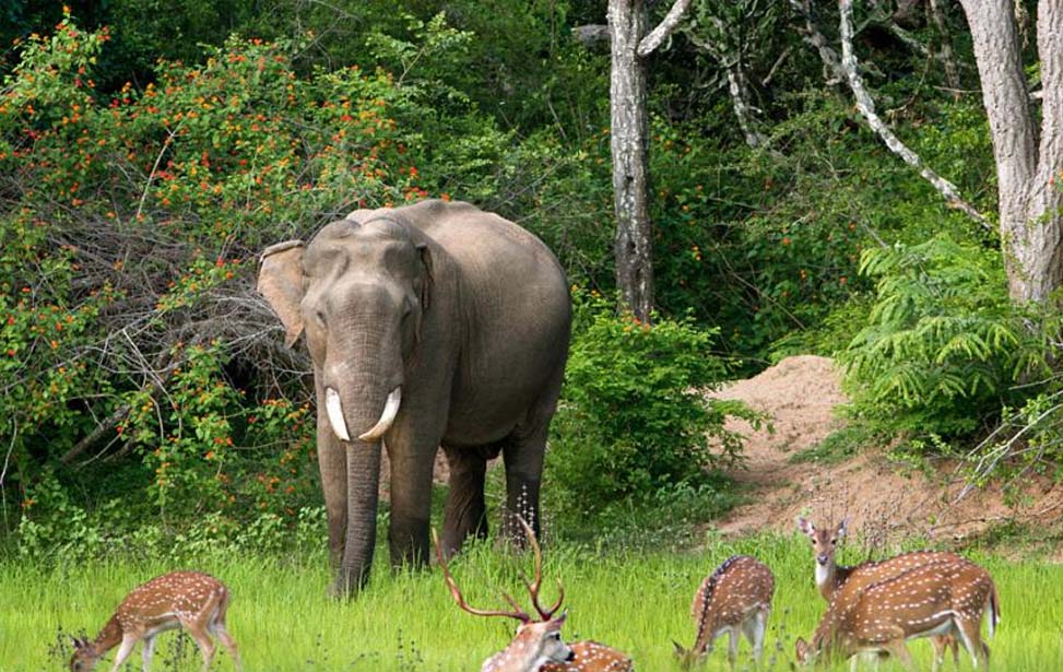 Yala National Park Inora Tour Sri Lanka