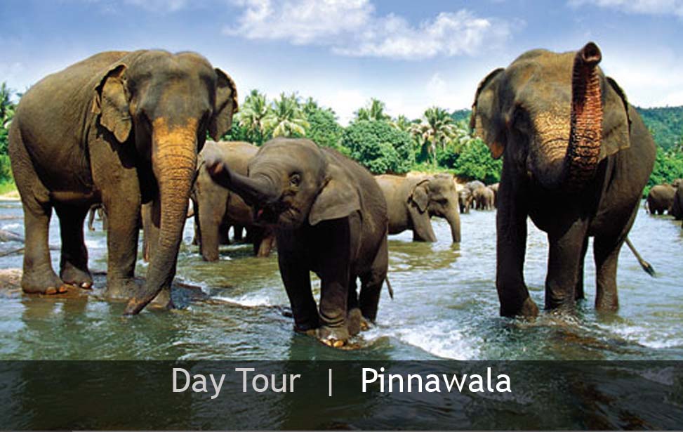Day Tour - Pinnawala