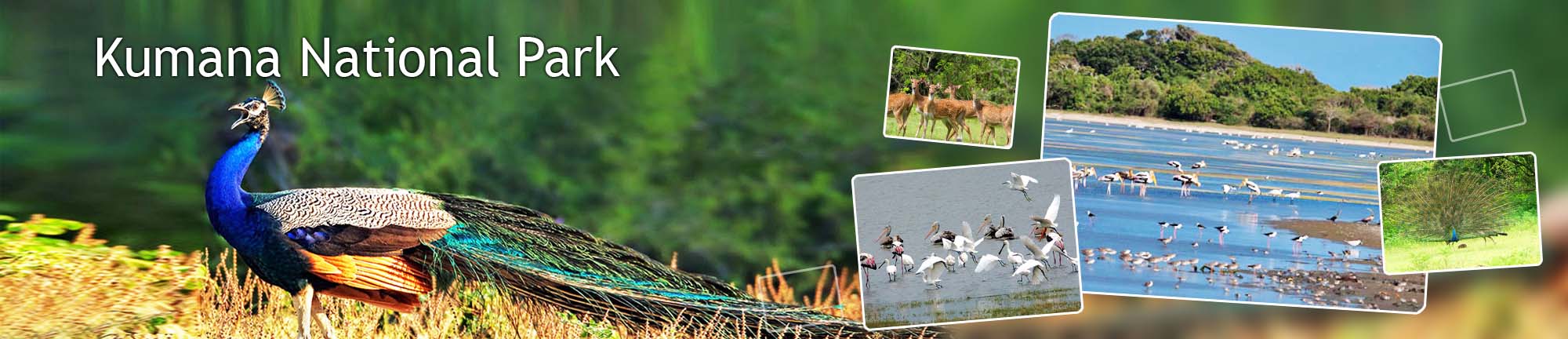 inora-travel-lanka-kumana-banner
