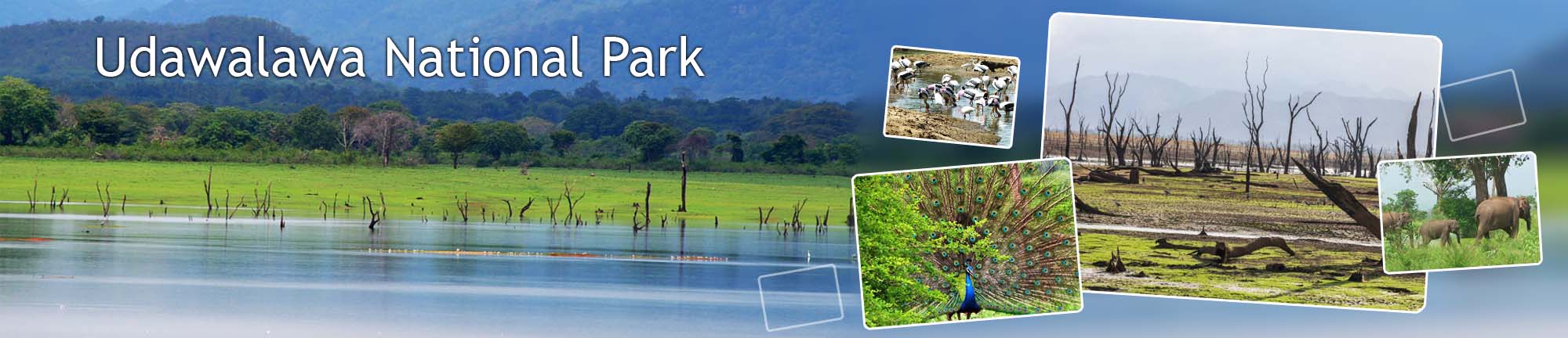 inora-travel-lanka-udawalawa-banner
