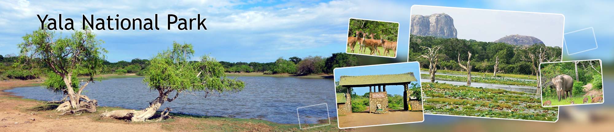 inora-travel-lanka-yala-banner