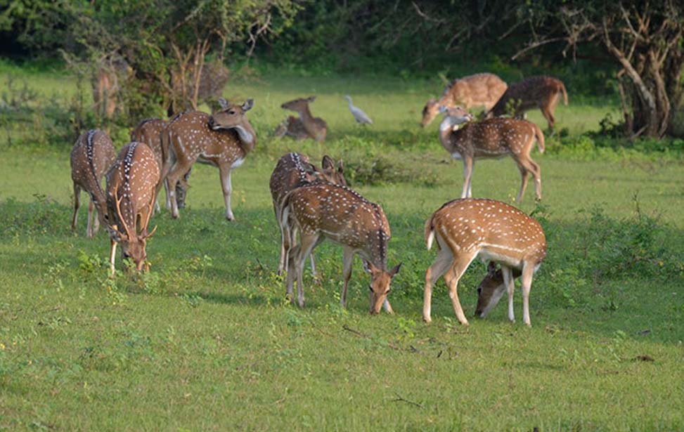 Bundala National Park Inora Tour Sri Lanka