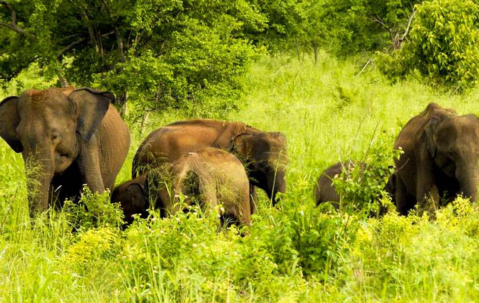 Bundala National Park Inora Tour Sri Lanka