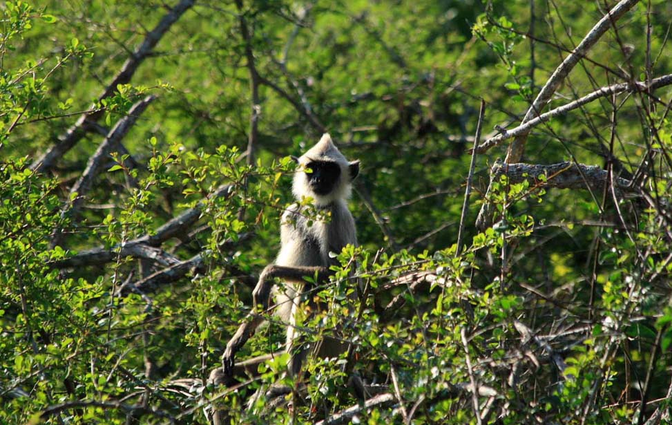 Bundala National Park Inora Tour Sri Lanka
