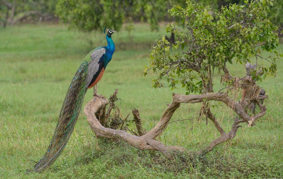 Bundala National Park Inora Tour Sri Lanka