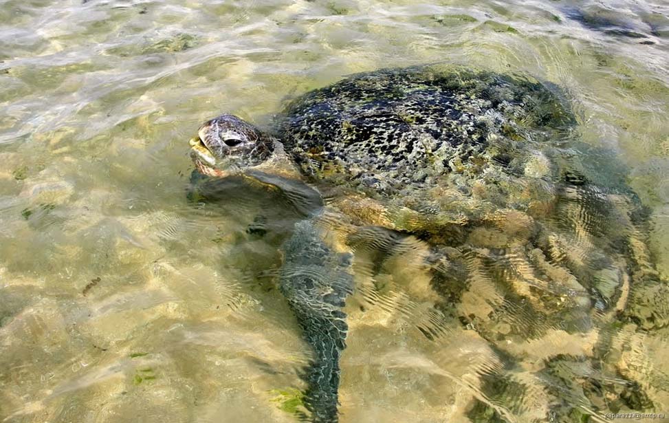 Hikkaduwa Beach Inora Tour Sri Lanka