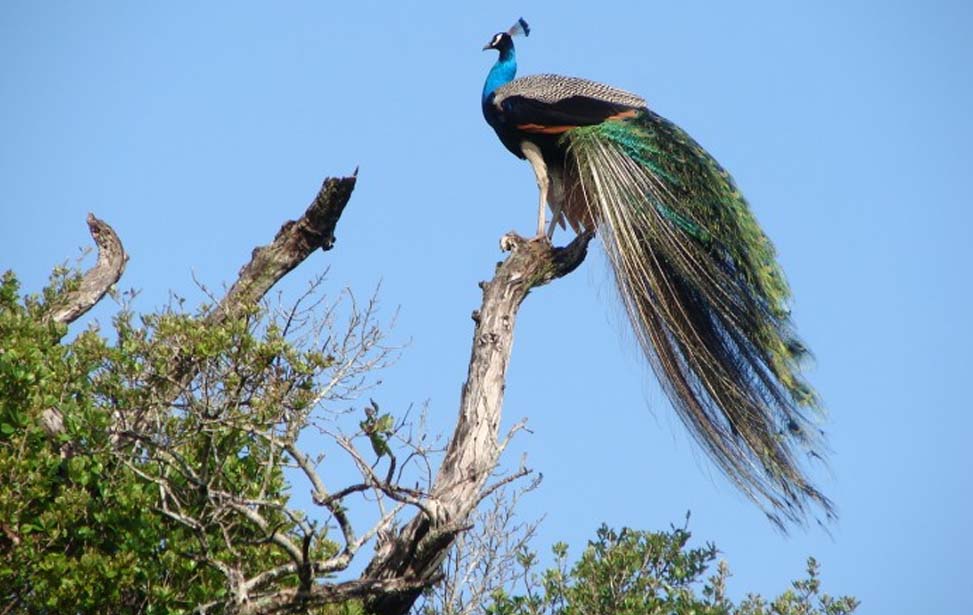 Kumana National Park Inora Tour Sri Lanka