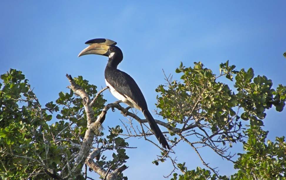 Kumana National Park Inora Tour Sri Lanka