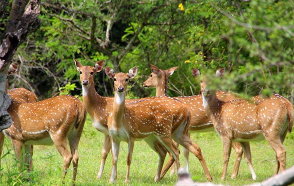 Kumana National Park Inora Tour Sri Lanka