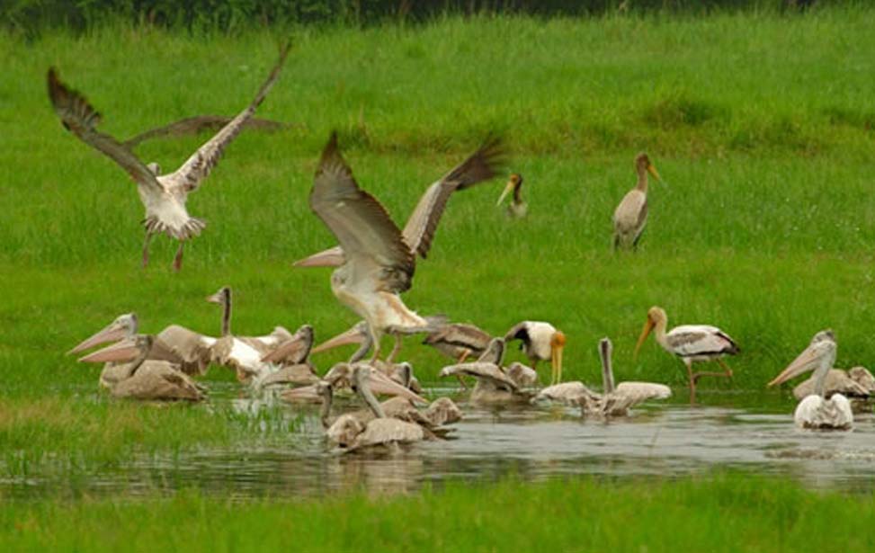 Minneriya National Park Inora Tour Sri Lanka