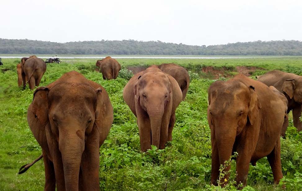 Minneriya National Park Inora Tour Sri Lanka