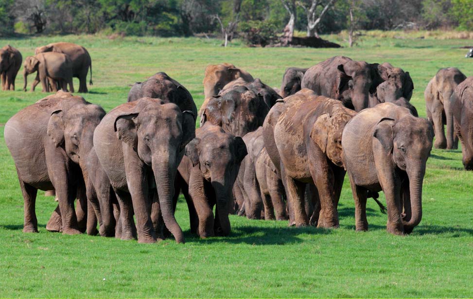 Minneriya National Park Inora Tour Sri Lanka