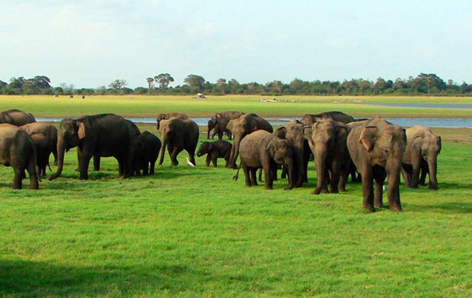 Minneriya National Park Inora Tour Sri Lanka