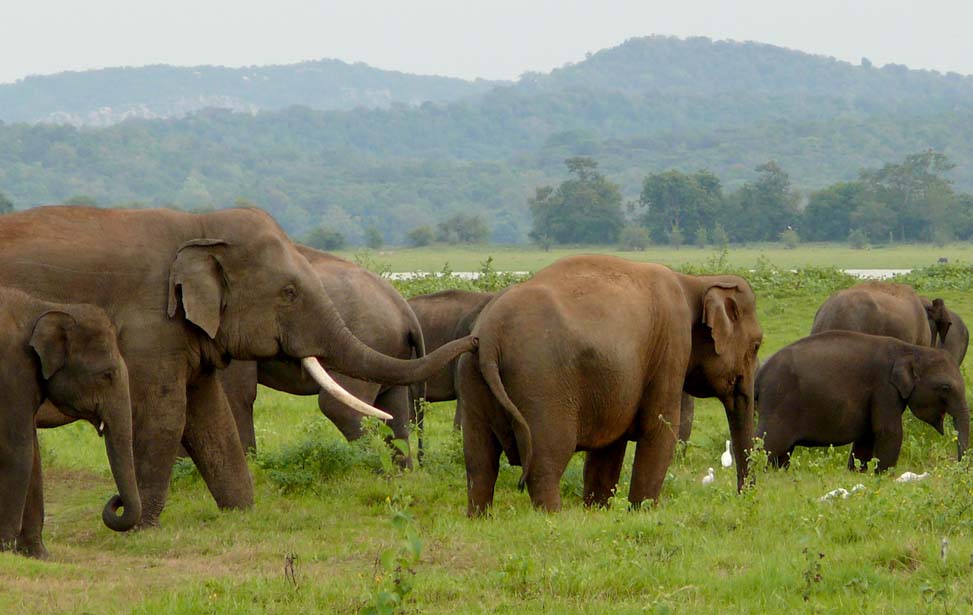 Minneriya National Park Inora Tour Sri Lanka