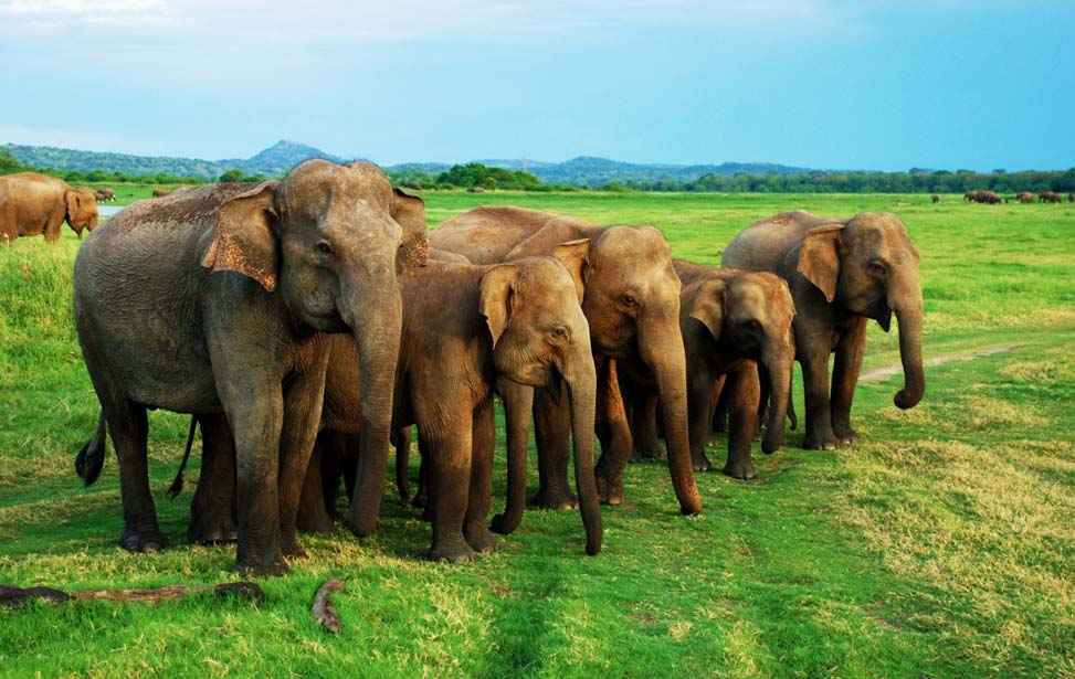 Minneriya National Park Inora Tour Sri Lanka