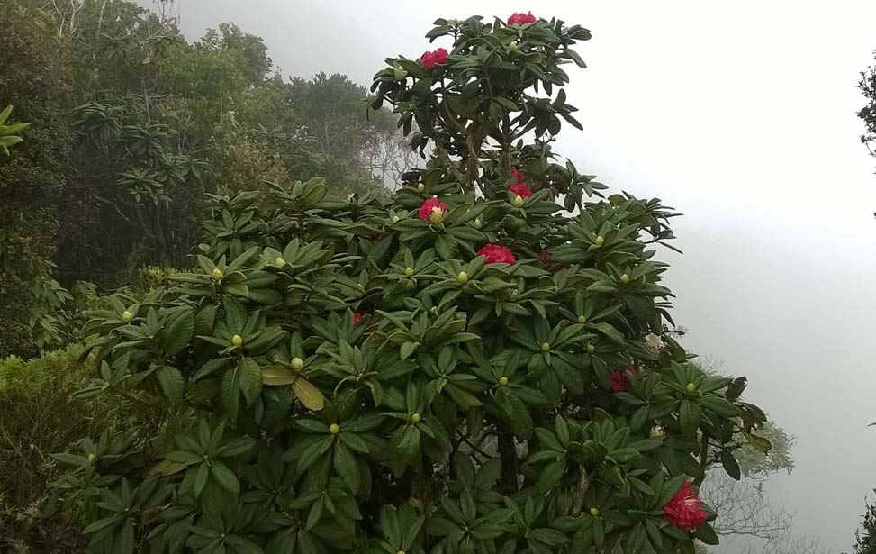 Nuwara Eliya World's End Inora Tour Sri Lanka