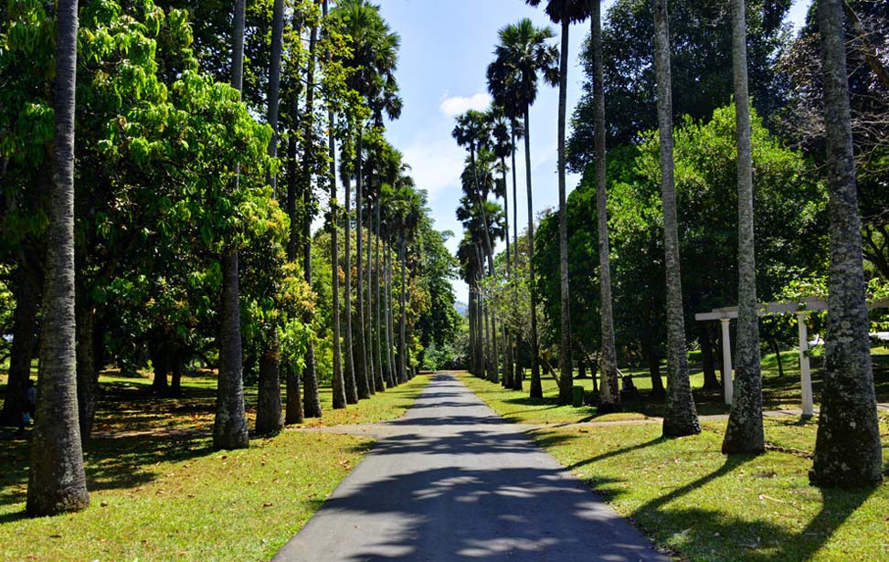 Peradeniya Botanical Garden Inora Tour Sri Lanka