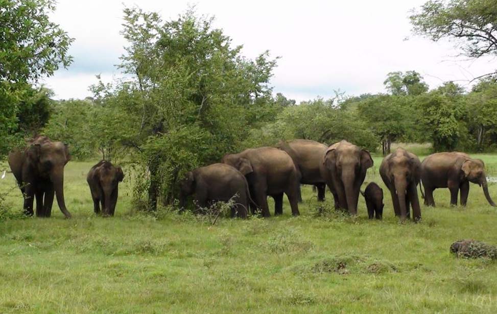 Wasgamuwa National Park Inora Tour Sri Lanka