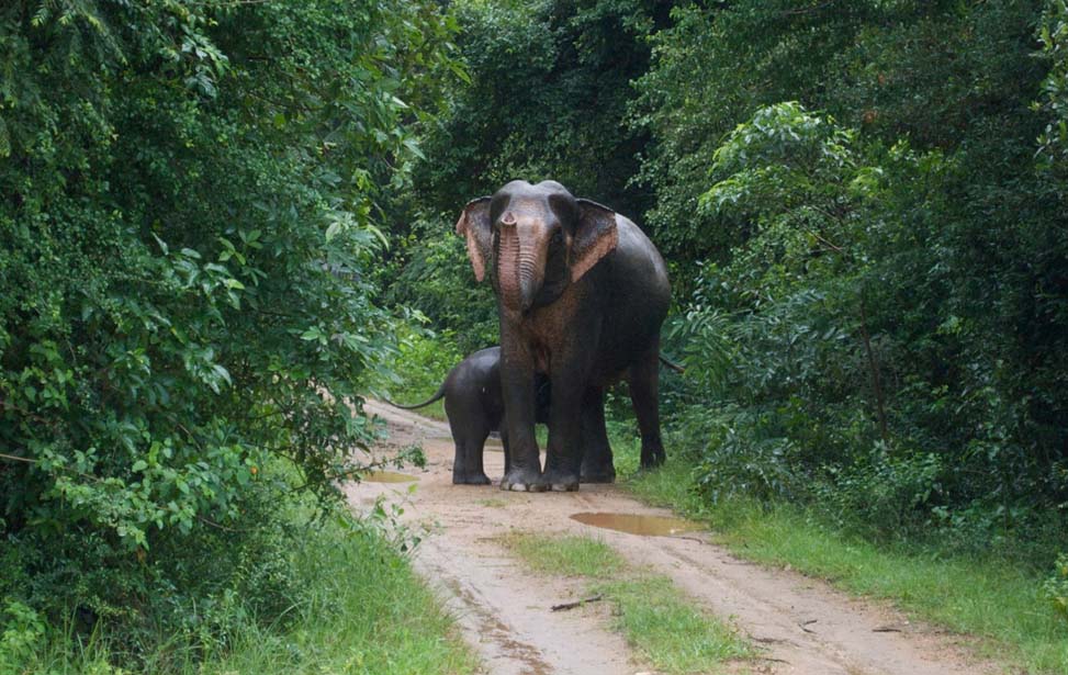Wasgamuwa National Park Inora Tour Sri Lanka