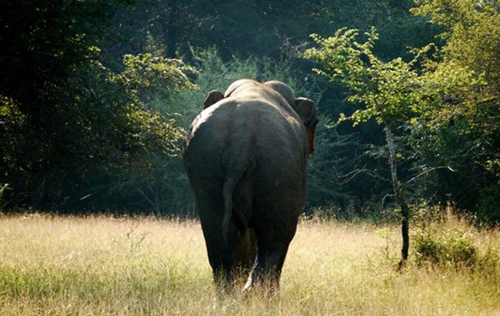 Wasgamuwa National Park Inora Tour Sri Lanka