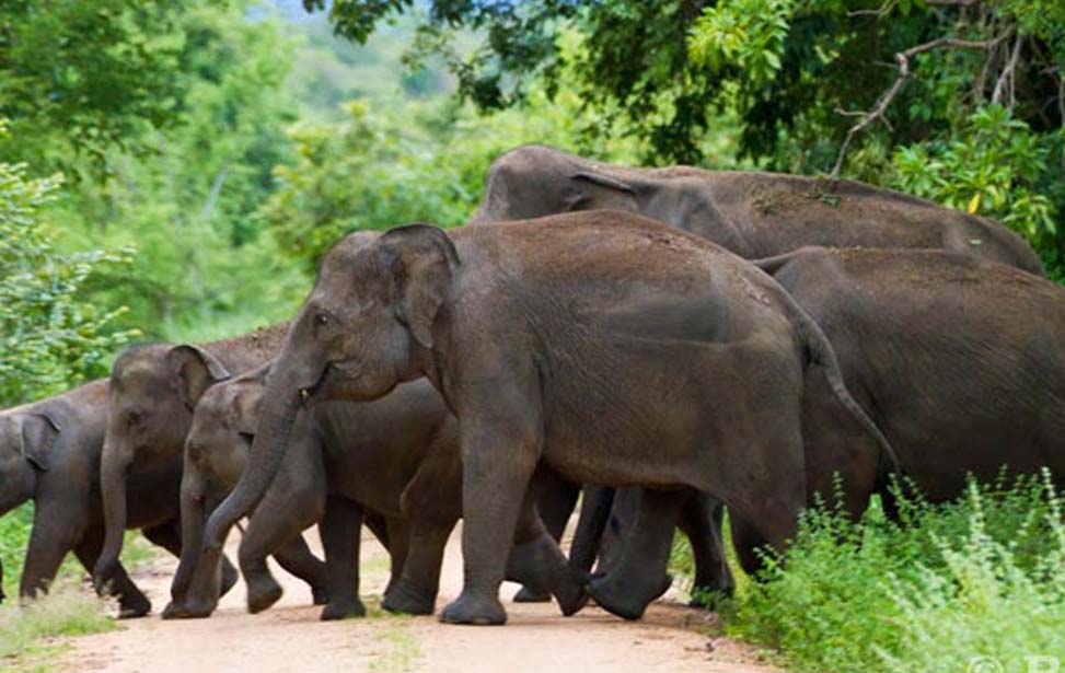 Wasgamuwa National Park Inora Tour Sri Lanka