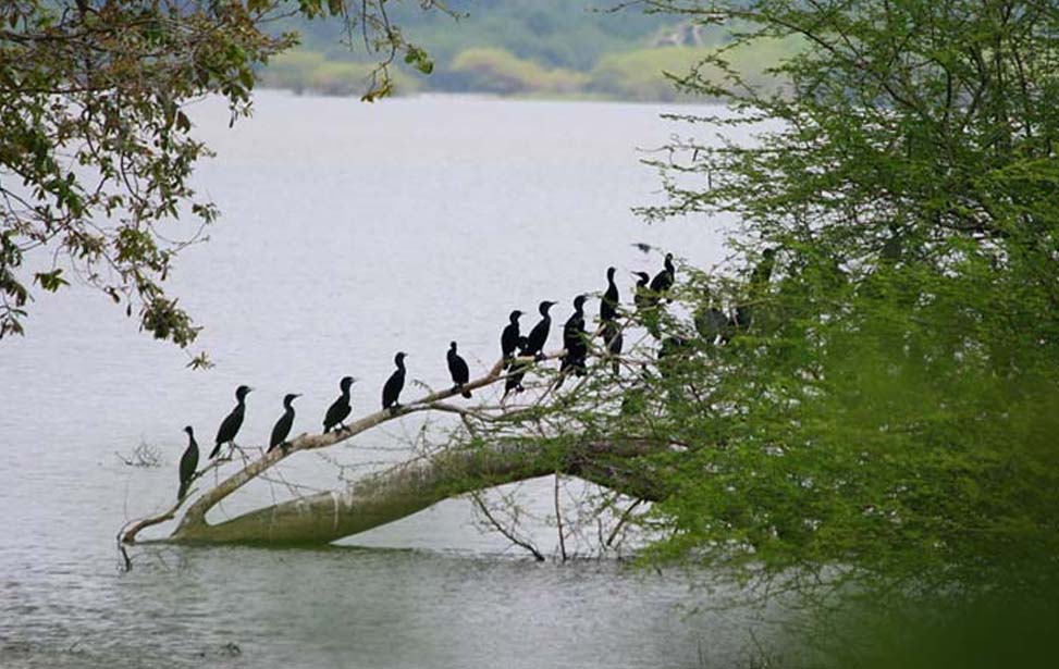 Wilpaththu National Park Inora Tour Sri Lanka