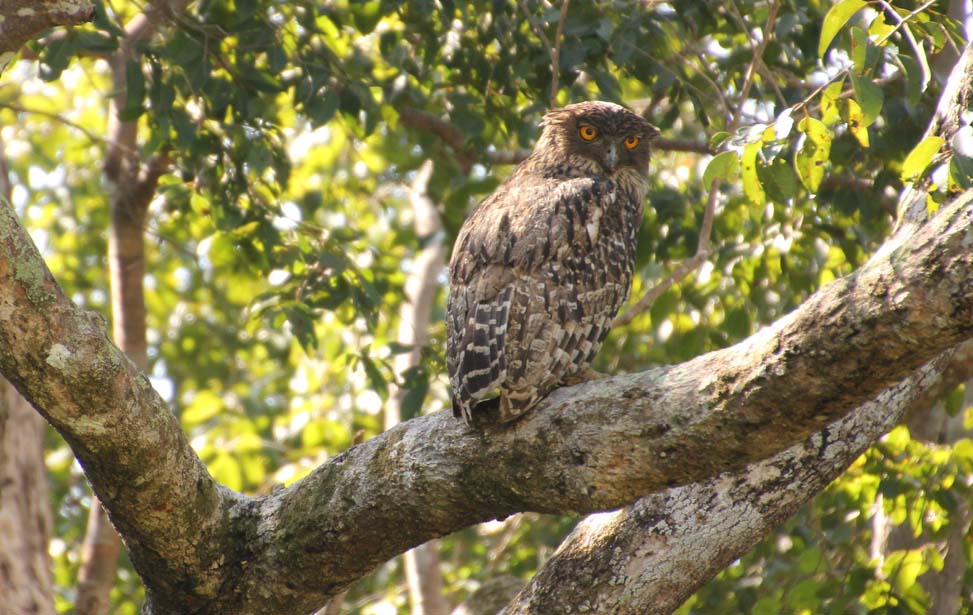 Wilpaththu National Park Inora Tour Sri Lanka