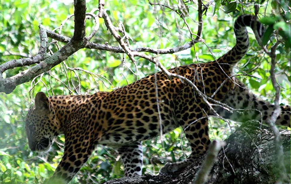 Yala National Park Inora Tour Sri Lanka