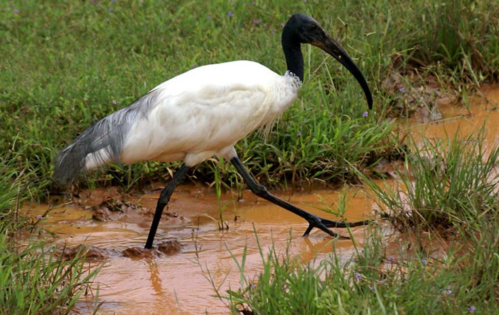 Yala National Park Inora Tour Sri Lanka
