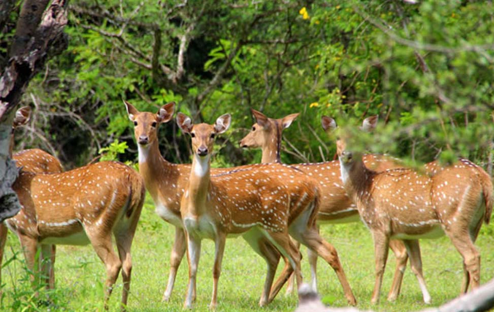 Yala National Park Inora Tour Sri Lanka