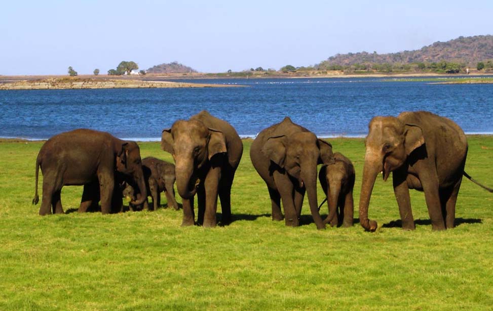 Yala National Park Inora Tour Sri Lanka