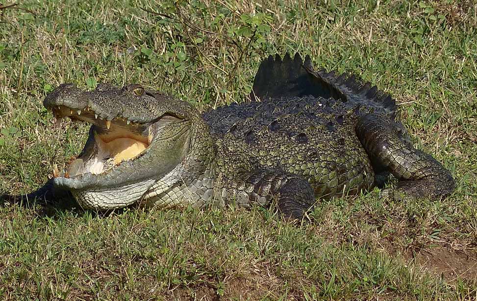 Yala National Park Inora Tour Sri Lanka