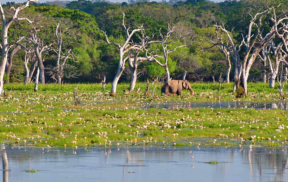 Yala National Park Inora Tour Sri Lanka