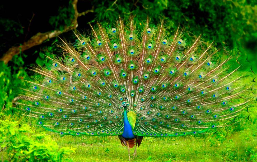 Yala National Park Inora Tour Sri Lanka