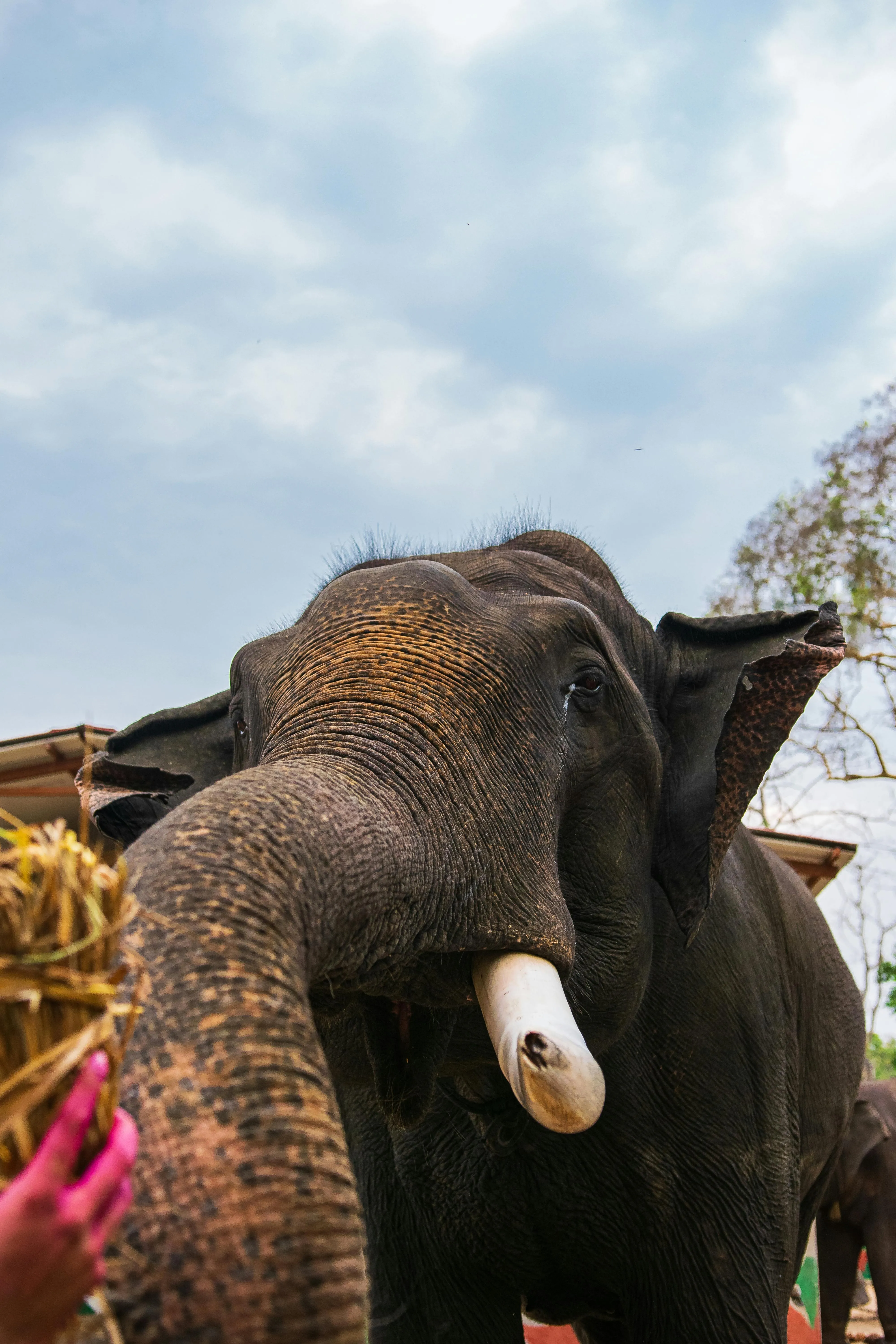 Pinnawala